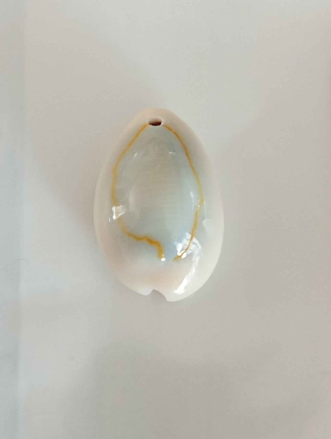 Charm coquillage caurie